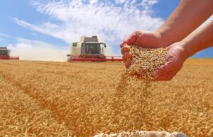 “قسنطينة حققت محصولا استثنائيا من الحبوب مما جعلها ولاية نموذجية في مجال تحقيق الأمن الغذائي الوطني”