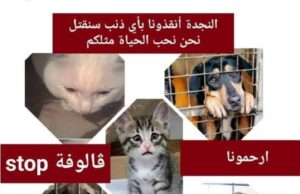 حماية الحيوان في الجزائر قرار وزاري يوقف إبادة الكلاب الضالة وحملات القتل